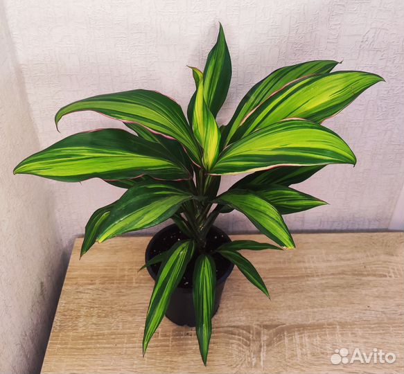 Кордилина Киви