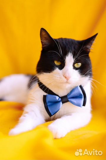 Черно белый кот из приюта ищет дом и родителей