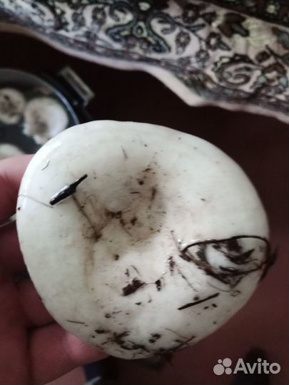 Продам грибы белый груздь