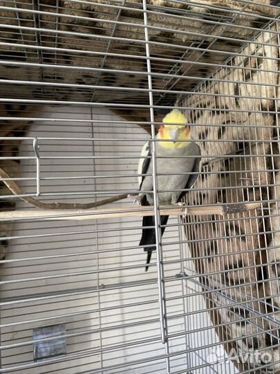 Попугай карелла с клеткой