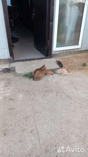 Котята в добрые руки