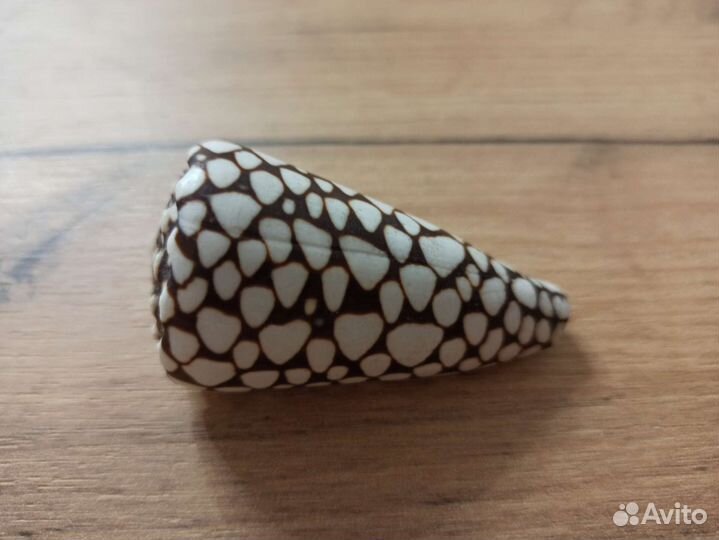 Морская раковина