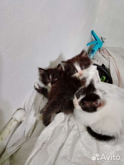 Коты бесплатно