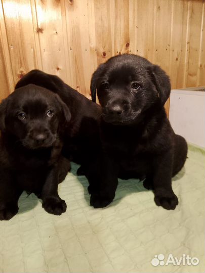 Щенки лабрадора