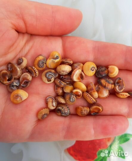 Ракушки Стромбус. Ракушки умбониум