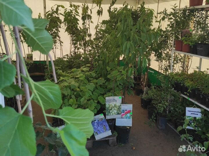 Саженцы районированные