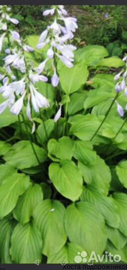 Овсяница голубая, морозник, хоста