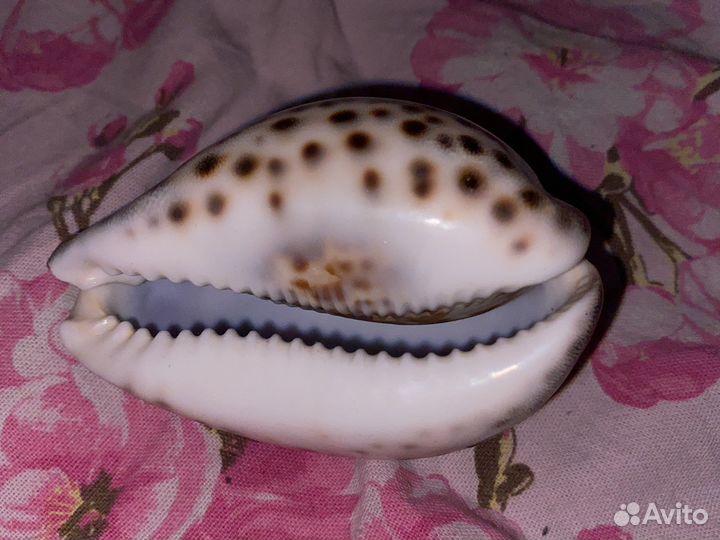 Ракушка именная