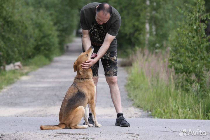 Мира- собака позитив ищет дом