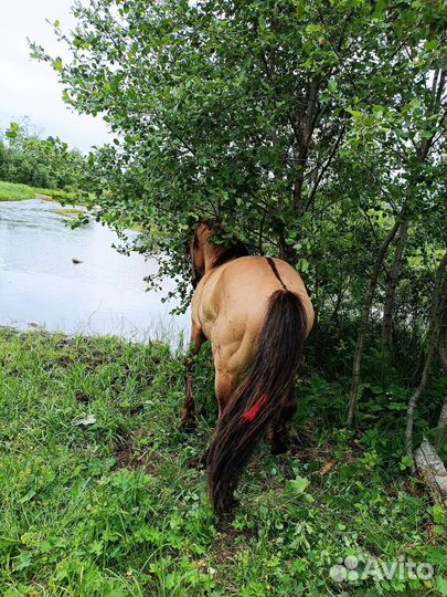 Лошадь жеребец