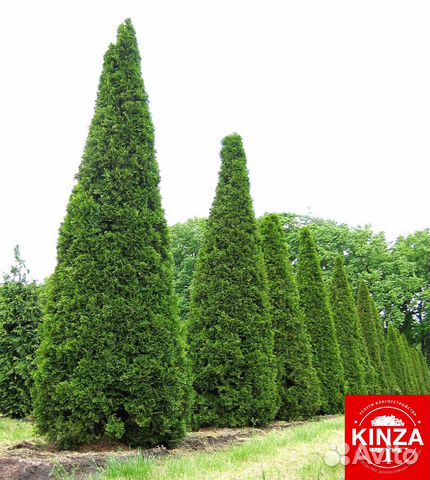 Туя смарагд 2 м