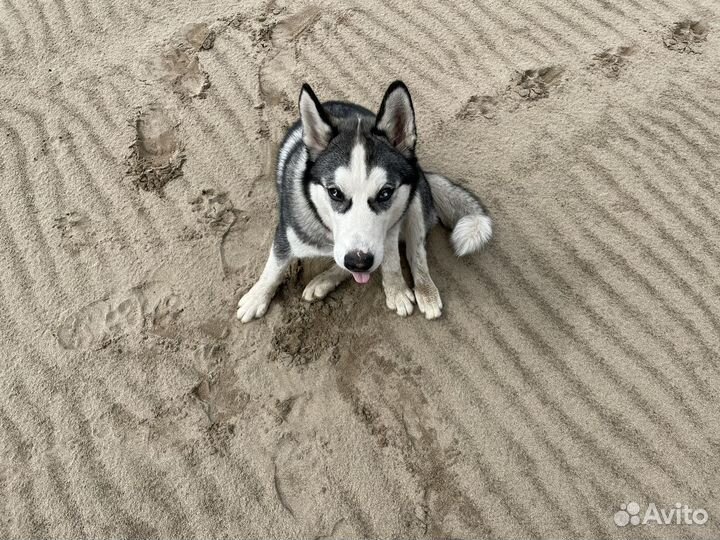 Сибирский хаски