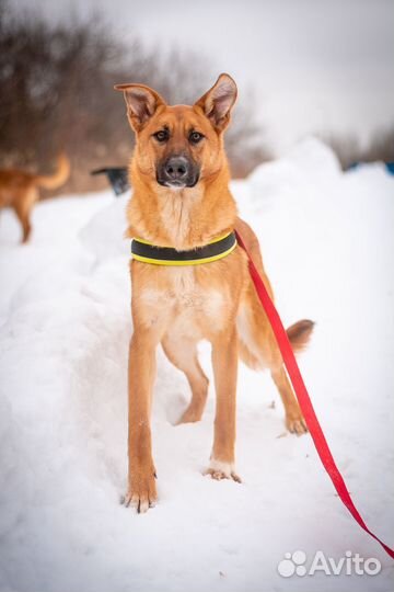 Ириска ищет дом