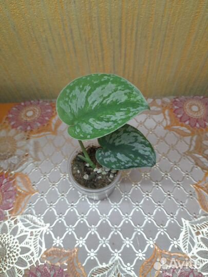 Сциндаптусы сортовые