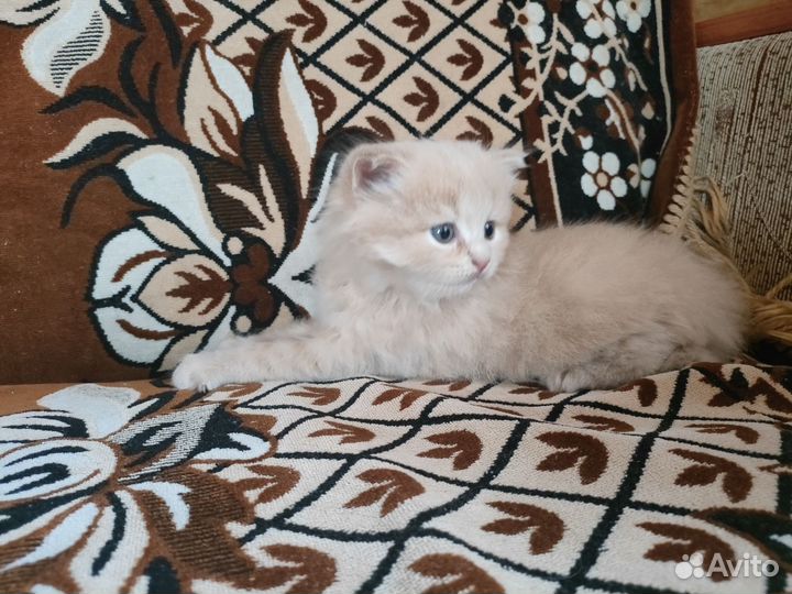 Красивые котята в добрые руки