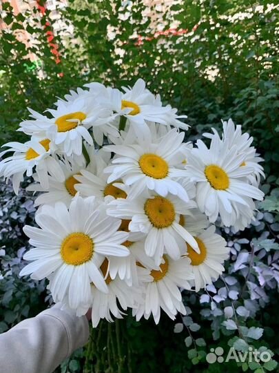 Букеты из ромашек