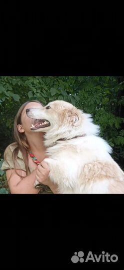 Небольшой песик Умка 9 кг