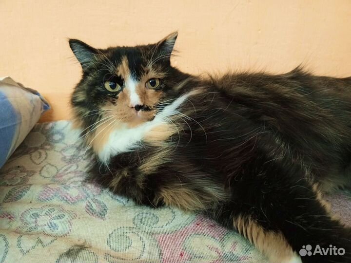 Кошка в добрые руки