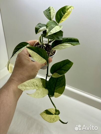 Эпипремнум пиннатум вайт марбл