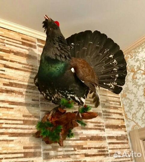 Чучела птиц, животных из охот. трофеев изготовим