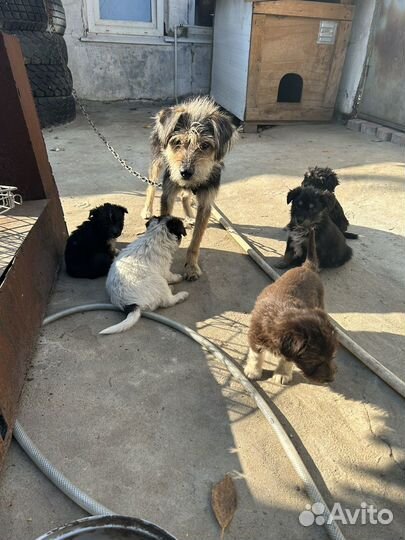 Собака в добрые руки,щенок