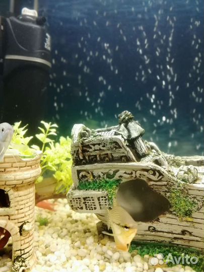 Аквариум