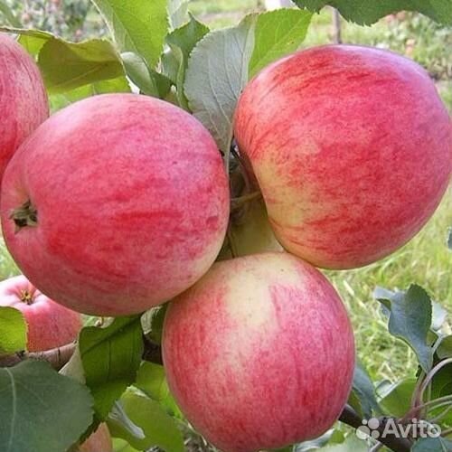 Саженцы плодовых деревьев