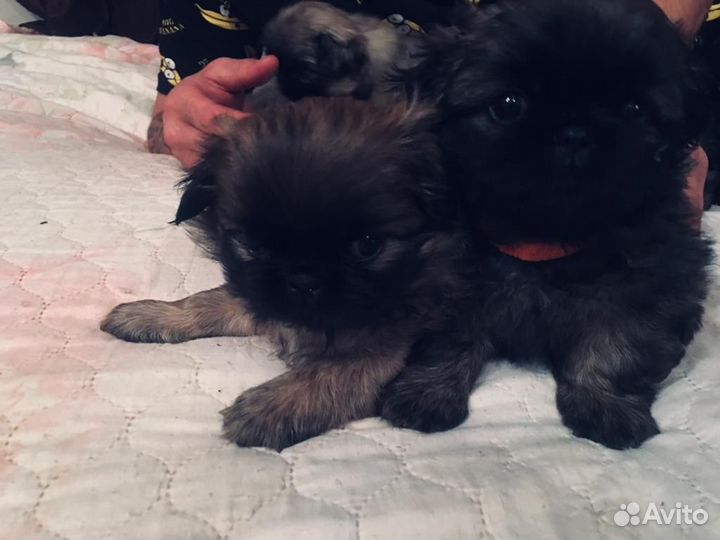 Щенки пекинеса