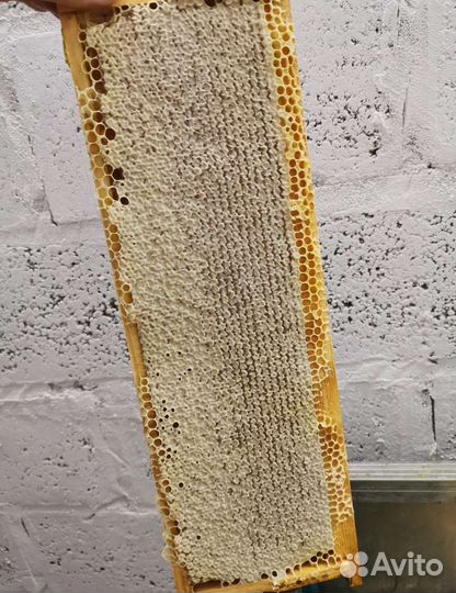 Свежий мёд 2023 (бесплатная доставка)