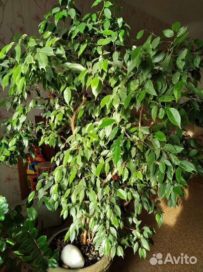 Фикус бенджамина большой