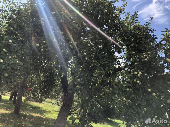 Яблоки изумительные