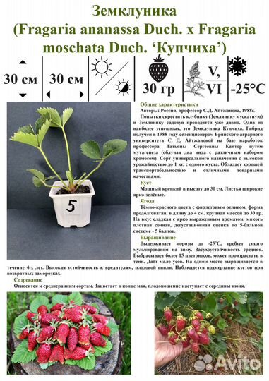 Саженцы Земляники садовой (Клубники)