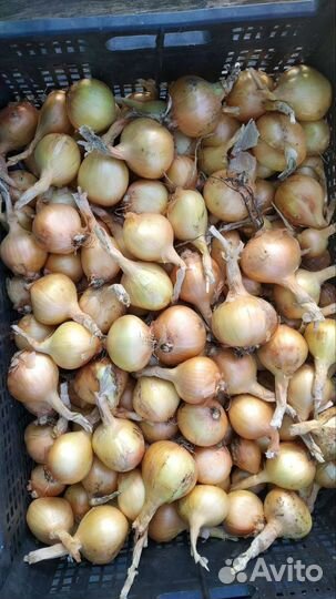 Лук шалот семейный дебют посад м-л