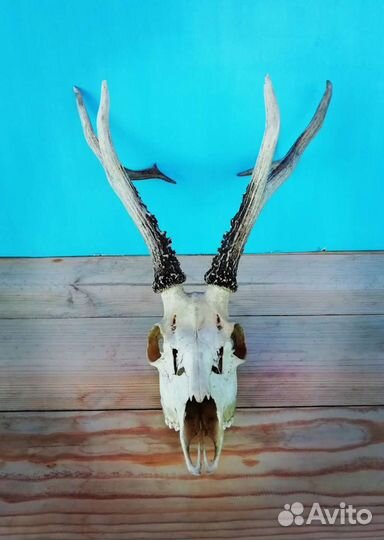 Рога касули