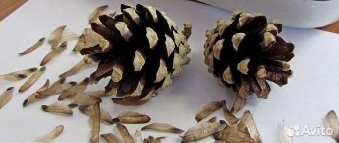 Семена ели обыкновенной