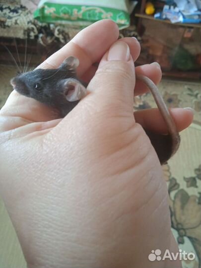 Декоративные мышки