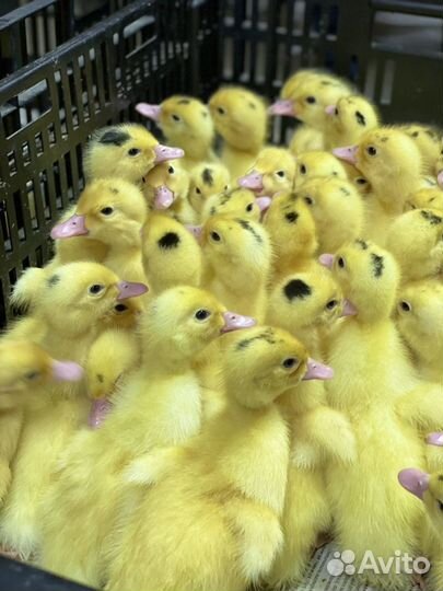 Мулард, Гусь и ст-5 с Доставкой