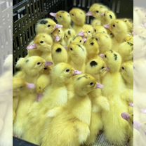 Мулард, Гусь и ст-5 с Доставкой, Керчь