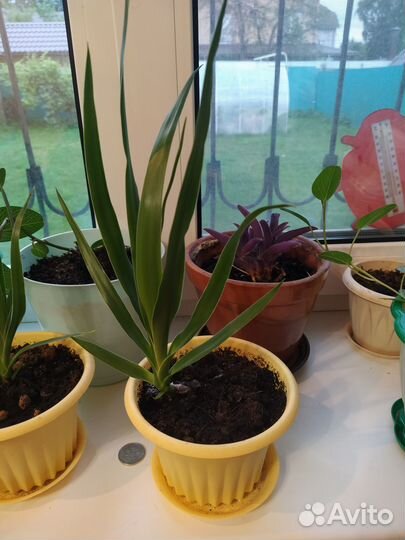 Комнатные домашние растения