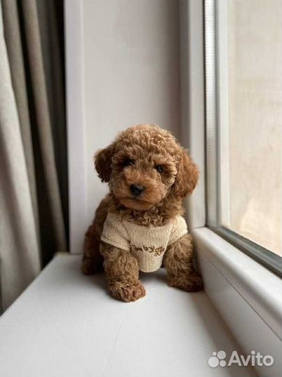 Мальтипу микро