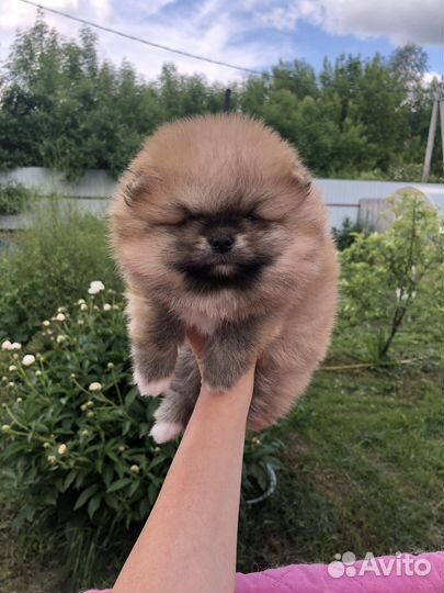 Красотульки померанцы