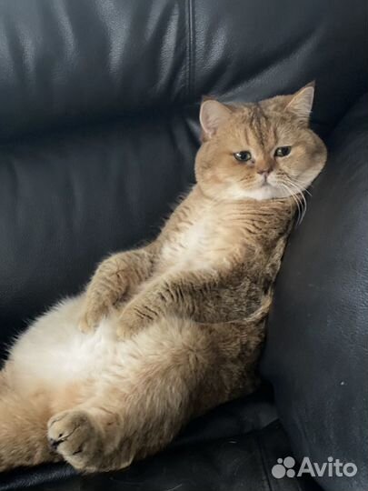 Вязка с котиком Скоттиш страйт