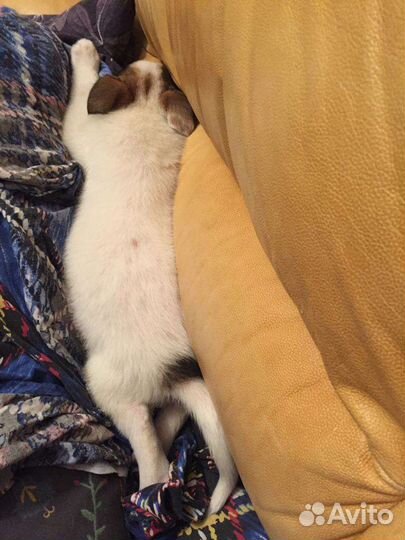 Чудесный малыш ищет добрые руки