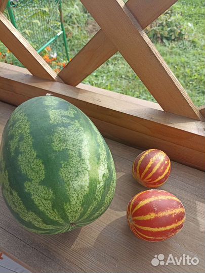 Дыня Ходжа Насреддин (семена)