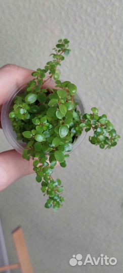 Пеперомии Лилиан,Пиколо Банда,Пиксилайм,Серебр