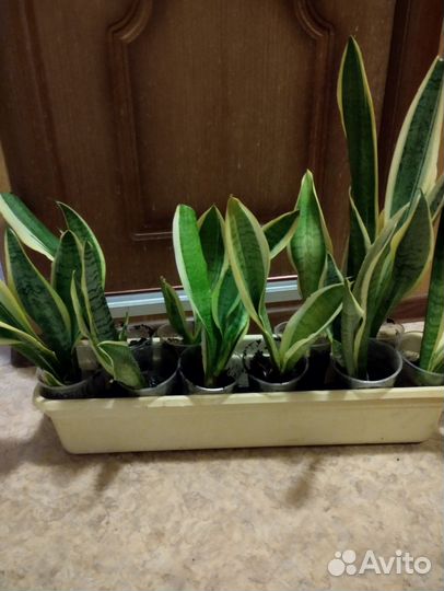 Сансевиерии сортовые