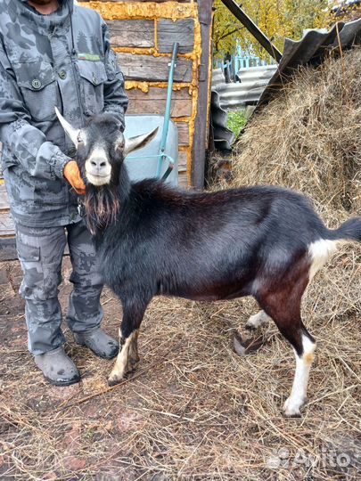 Козел альпийский