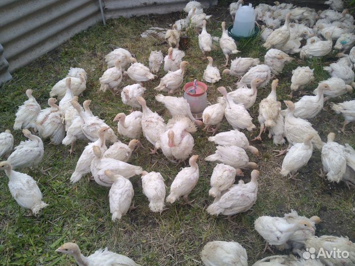 Цыплята индюшата Подрощенные хайбрид конвертер