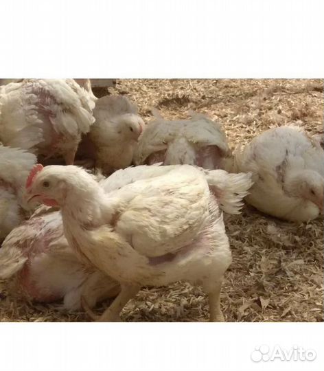 Куры бройлеры