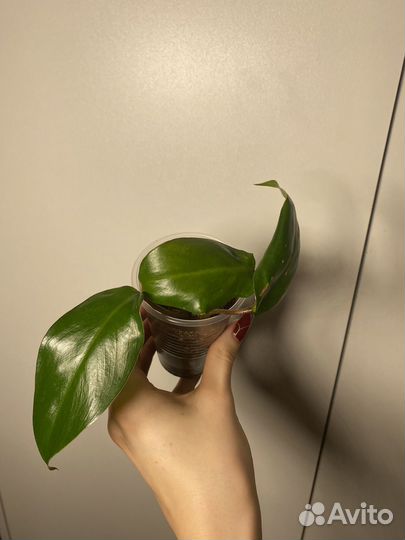 Филодендрон краснеющий